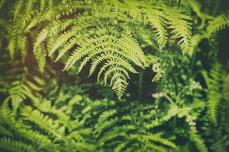 Photo of the Green Fern Background