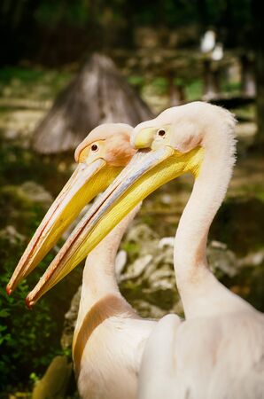 Pair of Two Pelicans in Sunny Dayの写真素材