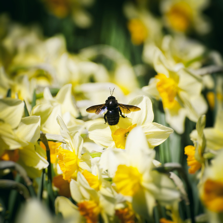 Sunny Spring With Yellow Tulips and Bumblebee