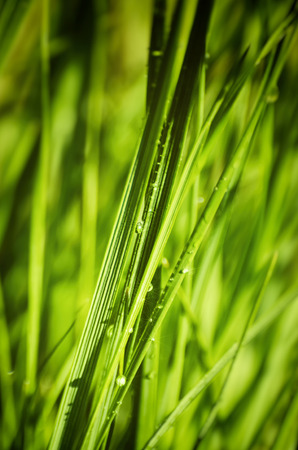 Wet Spring Green Grassの写真素材
