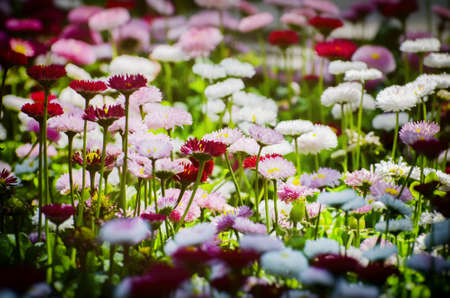 Photo of Spring or Summer Flower Over Greenの写真素材
