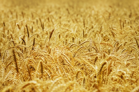 Photo of the Wheat Field Golden Background