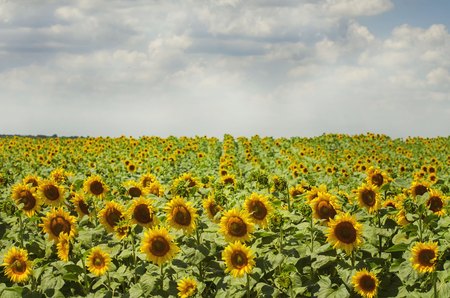Photo of the Summer Sunflower Blossom Field
