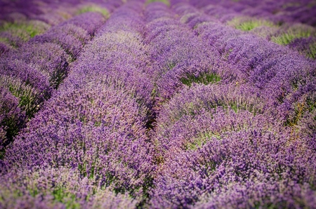 Summer Purple Blossom Lavender Fieldの写真素材