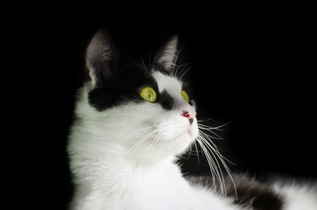 Funny Single Cat With Green Eyes