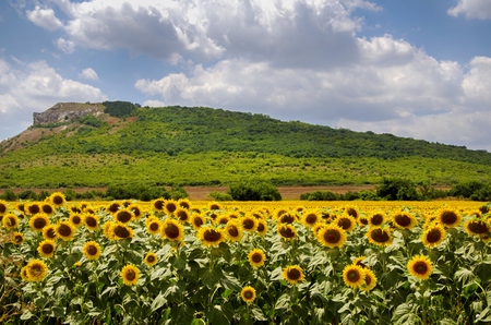Bright Yellow Sunflower Field Over Blue Cloudy Skyの写真素材