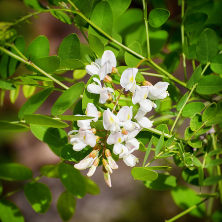 Spring White Wistaria Flower Blossom in Natureの写真素材