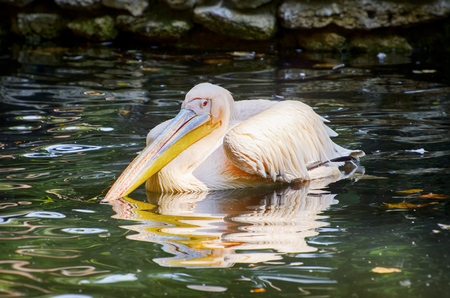 Single Pelican At Green Water Autumn Timeの写真素材