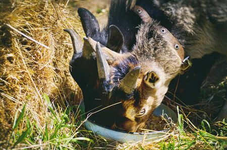 Two Small Goats at Farmの写真素材