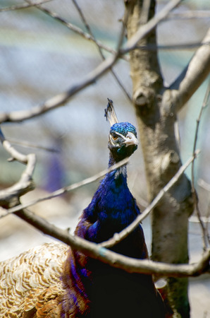Photo of the Single Peacock Portraitの写真素材
