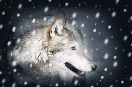 Photo of Single Wild Wolf at Snow
