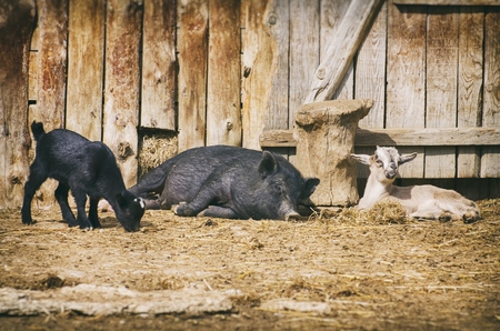 Farm Yard With Animals at Rest  Pig and Goatsの写真素材