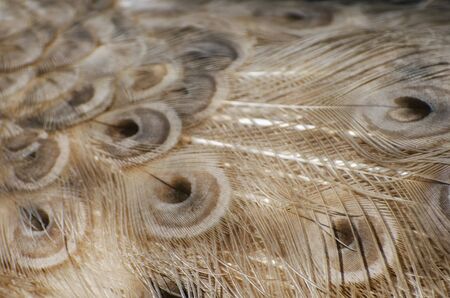 Photo of Bright Peacock Feather Backgroundの写真素材