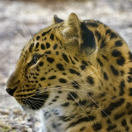 Photo of the Leopard Closeup Portrait