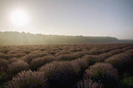 Photo of Morning Lavender Fieldの写真素材