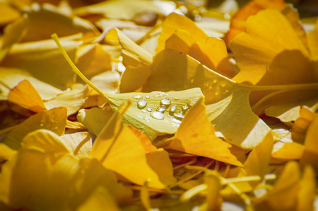 Ginkgo Biloba Golden Leaves at Sunny Dayの写真素材
