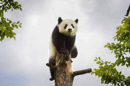 Photo of Single Panda at Treeの写真素材