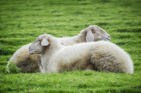 Two Sleeping Sheeps at Green Grassの写真素材