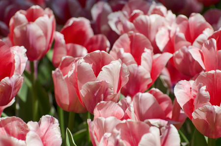 Spring Tulips in Gardenの写真素材