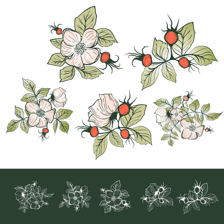 Vintage Ðog-rose Drawing Collectionのイラスト素材