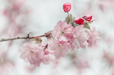 Sacura Spring Blossomの写真素材