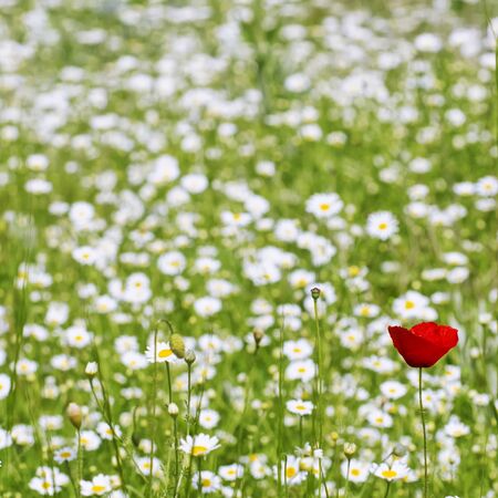 Poppy Flower over white daisy backgroundの写真素材