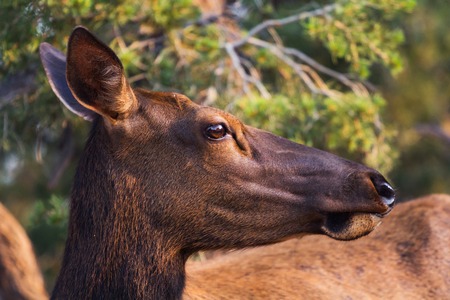 Mule deer head close-up  Capture taken at the Grand Canyon South Rim の写真素材