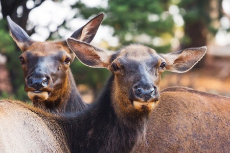 Curious mule deers watching tourists  Capture taken at the Grand Canyon South Rim の写真素材