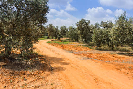 A lonely road in the countryside.  Capture taken near Sevilla, Spain.の写真素材