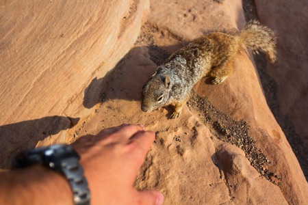 A closeup of a squirrel  at the Grand Canyon, Arizona.の写真素材