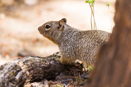A closeup of a squirrelの写真素材