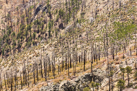 A panoramic view from the mountain top with brunt trees alignedの写真素材