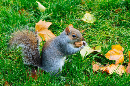 Closeup of a brown squirrel holding a nut in its mouth
