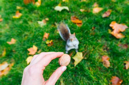 Closeup on a hand holding a nut, in the blurry background is a standing squirrel