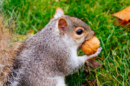 Closeup of a brown squirrel eating a nutの写真素材