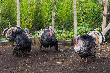 Closeup of three male turkeys at countrysideの写真素材