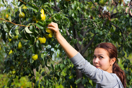 Young woman taking pear from tree and looking awayの写真素材