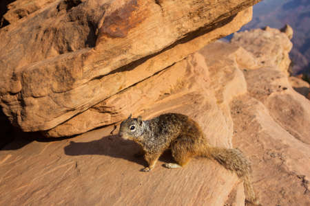 Curious squirrel on canyon rocks, at Grand Canyon, Arizona, USA.の写真素材