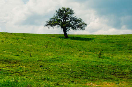 Scenic paradise with a single tree on top of a green hill, blue sky and white cloudsの写真素材
