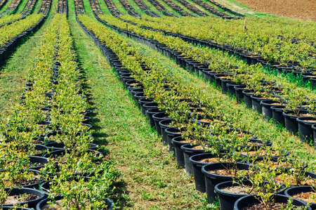 Closeup of planting young plant in the pot in a sunny dayの写真素材