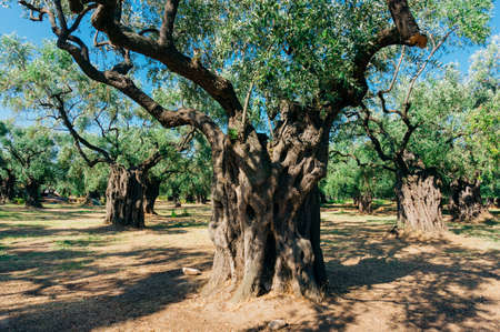 Closeup of impressive Baobab forest in savannah in sunny dayの写真素材