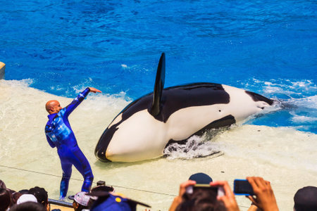 San Diego, CA, USA - 4th of July 2013: Close-up of Shamu the killer whale performing at One Ocean show.のeditorial素材