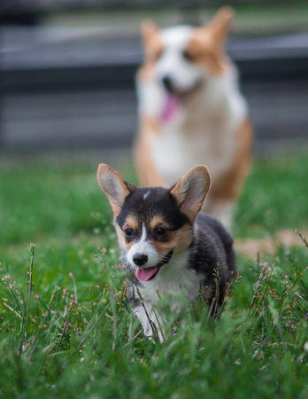 Photo of Welsh Corgi Dog Family Playing in Park on Green Grass. Pembroke Corgi Puppy Having Fun Outdoorsの写真素材