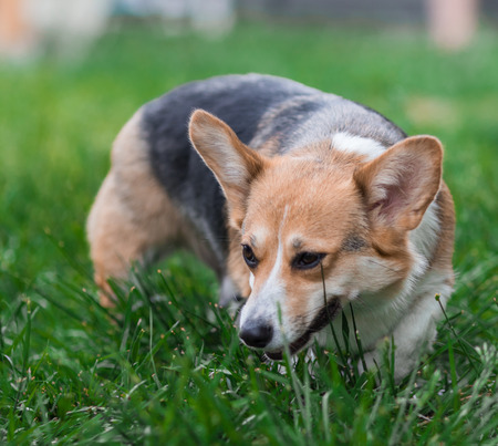 Photo of Pembroke Corgi Dog Portrait. Welsh Corgi Dog on Green Grass Fieldの写真素材