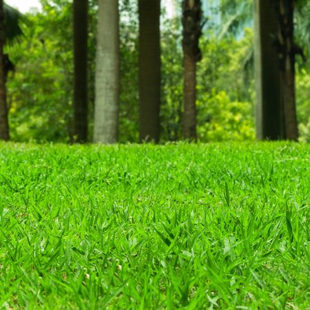 Photo of Green Grass Field. Summer Vacation Concept. Fresh Grass Lawnの写真素材
