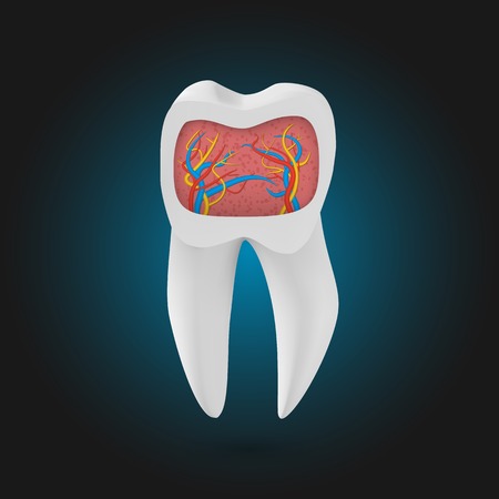 Illustration of Realistic Tooth. 3D Teeth with Inner Part Templateのイラスト素材