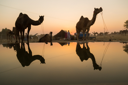 Pushkar Camel Fair is a yearly event held in desert. Reflection of two camels on a water poolのeditorial素材