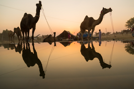 Pushkar Camel Fair is a yearly event held in desert. Reflection of two camels on a water poolのeditorial素材
