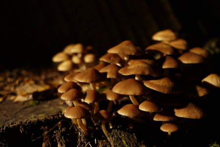 Mushrooms