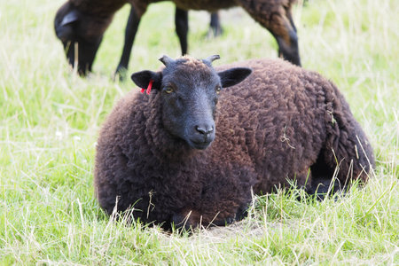 sheepの写真素材